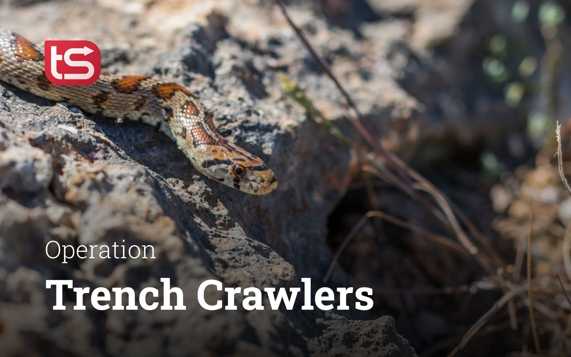 Trench Crawlers